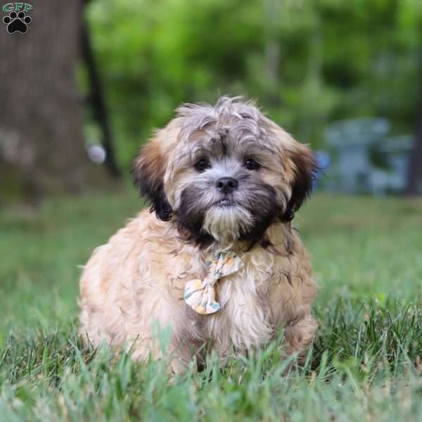 Bryce, Lhasa Apso Puppy